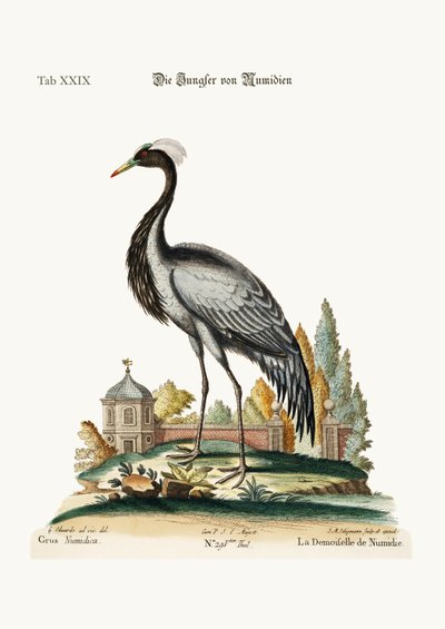 Demoiselle af Numidia, 1749-73 af George Edwards
